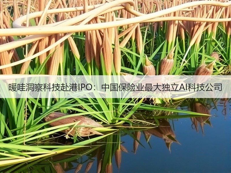 暖哇洞察科技赴港IPO：中国保险业最大独立AI科技公司