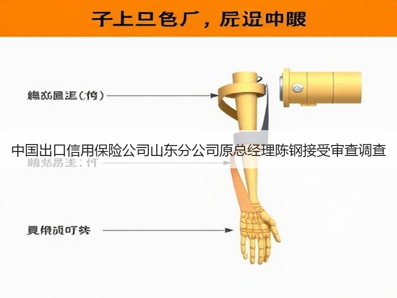 中国出口信用保险公司山东分公司原总经理陈钢接受审查调查